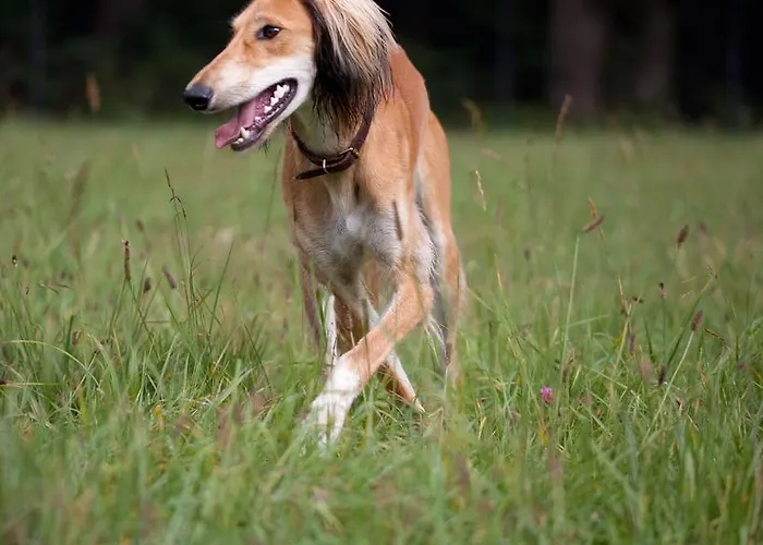 Aparthotel Chalet Valley Valley