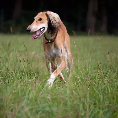 公寓式酒店 木屋谷酒店 瓦利